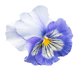 Vibrant Blue Pansy Flower.png PNG image with transparent background