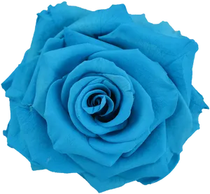 Vibrant Blue Rose Black Background.jpg PNG Image