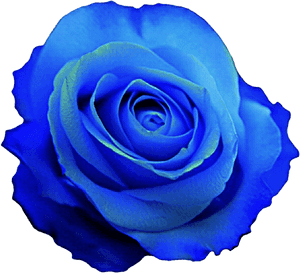 Blue Clipart Rose - Blue Rose Png Clipart, Transparent Png PNG with transparent background
