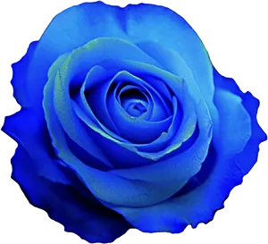 Vibrant Blue Rose Flower PNG Image