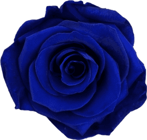 Dark Blue Flower Png , Png Download - Blue Rose, Transparent Png PNG with transparent background
