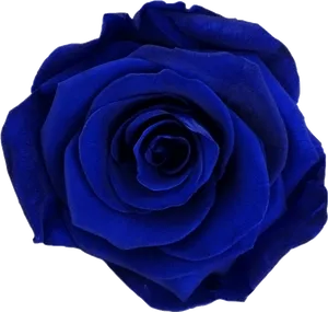 Vibrant Blue Rose Flower PNG Image