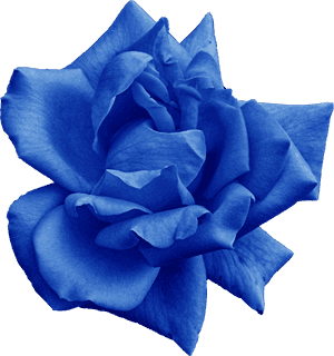 Png File Size - Blue Rose, Transparent Png PNG image with transparent background