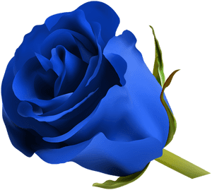 Blue Rose Png Clip Art Image Clipart Blue Roses - Royal Blue Flower Png, Transparent Png PNG with transparent background