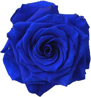 Vibrant Blue Rose Isolatedon Black PNG Image