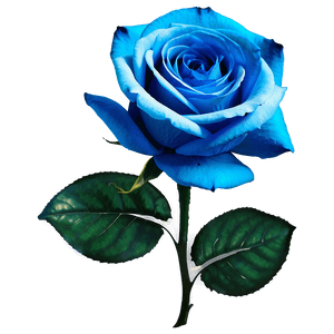 Vibrant Blue Rose PNG 42 PNG image with transparent background