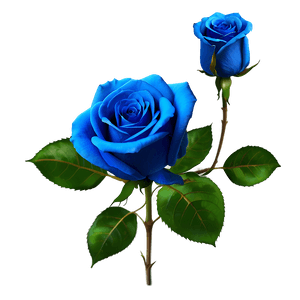 Vibrant Blue Rose PNG 58 PNG image with transparent background