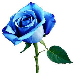 Vibrant Blue Rose PNG phq PNG image with transparent background