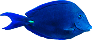 Vibrant Blue Tropical Fish PNG image with transparent background
