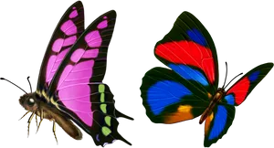 Vibrant Butterflies Transparent Background PNG Image