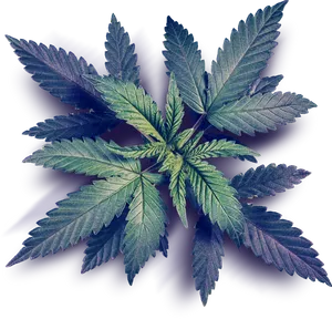 Vibrant Cannabis Leaf Graphic PNG Image