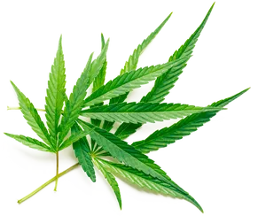 Vibrant Cannabis Leaf.png PNG Image