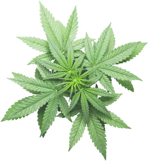 Vibrant Cannabis Leafon Black Background.jpg PNG Image
