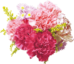 Carnation - Flower Png With Transparent Background, Png Download PNG image with transparent background