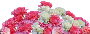 Vibrant Carnation Floral Display.png PNG Image