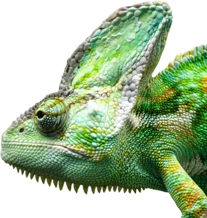 Vibrant Chameleon Close Up.png PNG Image