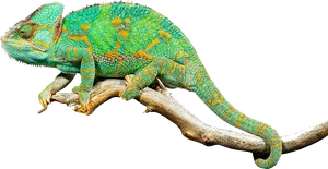 Vibrant_ Chameleon_ On_ Branch.png PNG Image