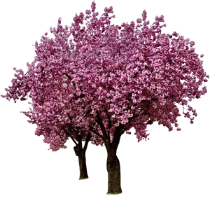 Vibrant Cherry Blossom Treeon Black Background PNG Image