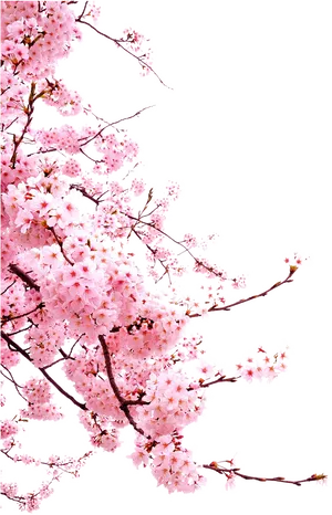 Vibrant Cherry Blossoms Against Black Background PNG Image