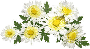 Flowers, White, Chrysanthemum, Mothers Day, Garden - Hoa Cúc Trắng Png, Transparent Png PNG image with transparent background