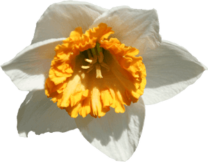 Daffodil Png Image - Portable Network Graphics, Transparent Png PNG image with transparent background