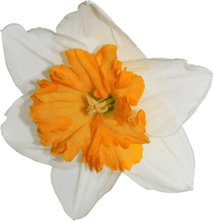 Daffodil Transparent Image - Daffodil, HD Png Download PNG image with transparent background