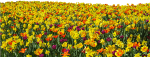 Flower, Plant, Spring, Tulips, Daffodils, Osterglocken - Flower Field Png, Transparent Png PNG image with transparent background