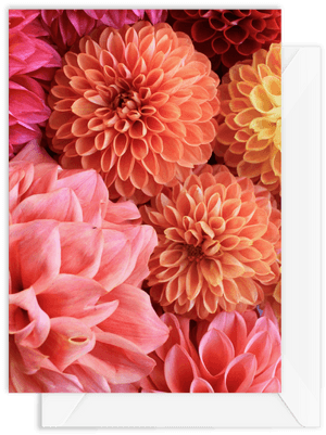 Dahlia Bright - Dahlia, HD Png Download PNG image with transparent background