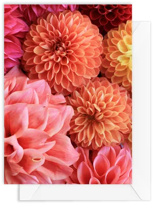 Vibrant Dahlia Collection PNG Image