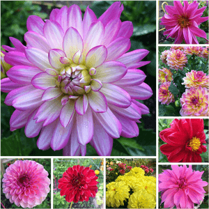 Dahlia Flower Collage, HD Png Download PNG image with transparent background