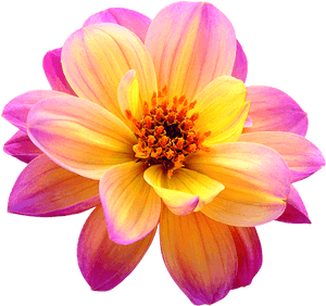 Dahlia Png Image - Pink Yellow Flower Dahlia, Transparent Png PNG image with transparent background