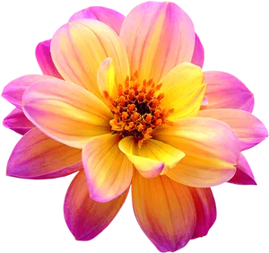 Vibrant Dahlia Flower Isolated PNG Image