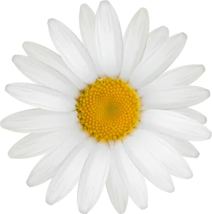 Vibrant Daisy Black Background PNG Image