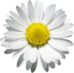 Vibrant Daisy Closeup.png PNG Image