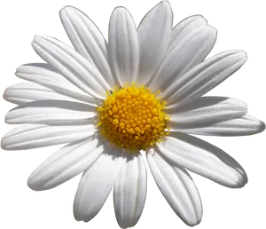 Vibrant Daisy Flower PNG Image