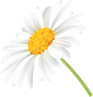 Vibrant Daisy Illustration PNG Image