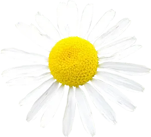 Vibrant Daisy Isolated.png PNG Image