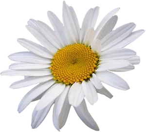 Vibrant Daisy Isolatedon Grey PNG Image