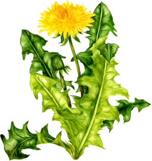 Одуванчик На Прозрачном Фоне, HD Png Download PNG