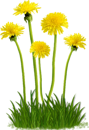 Dandelion Png Free Download - Dandelion Png, Transparent Png PNG