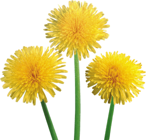 Dandelions Png, Transparent Png PNG