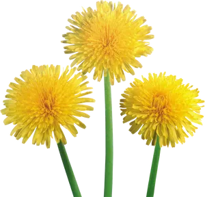 Vibrant Dandelions Trio.png PNG Image