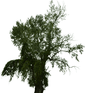 Dead Tree, Dead Tree With No Background, Halloween - Pond Pine, HD Png Download PNG image with transparent background