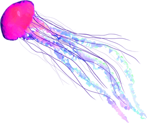 #jellyfish #fish #seas #underwater #freetoedit - Transparent Background Jellyfish Transparent, HD Png Download PNG image with transparent background