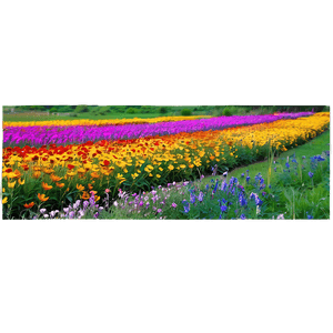 Vibrant Flower Field Landscape PNG aws93 PNG