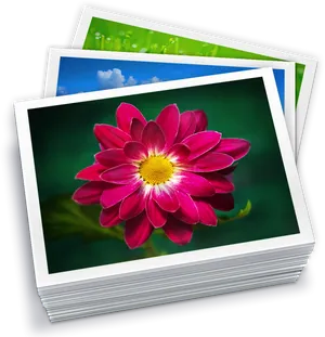 Vibrant Flower Photo Stack PNG Image