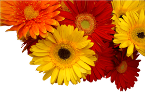 Chrysanthemum, Cuc Coins, Yellow, Orange, Red - Хризантемы Png, Transparent Png PNG image with transparent background