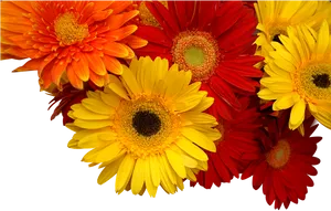 Vibrant Gerbera Daisies Floral Display PNG Image