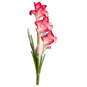 Vibrant Gladiolus Blossom PNG lil PNG