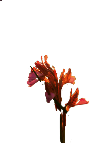 #gladiolus - Canna Lily, HD Png Download PNG image with transparent background